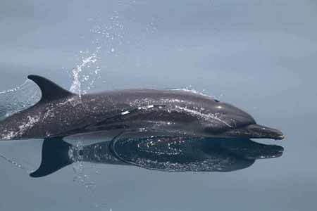 Maldives-Dolphin_mob