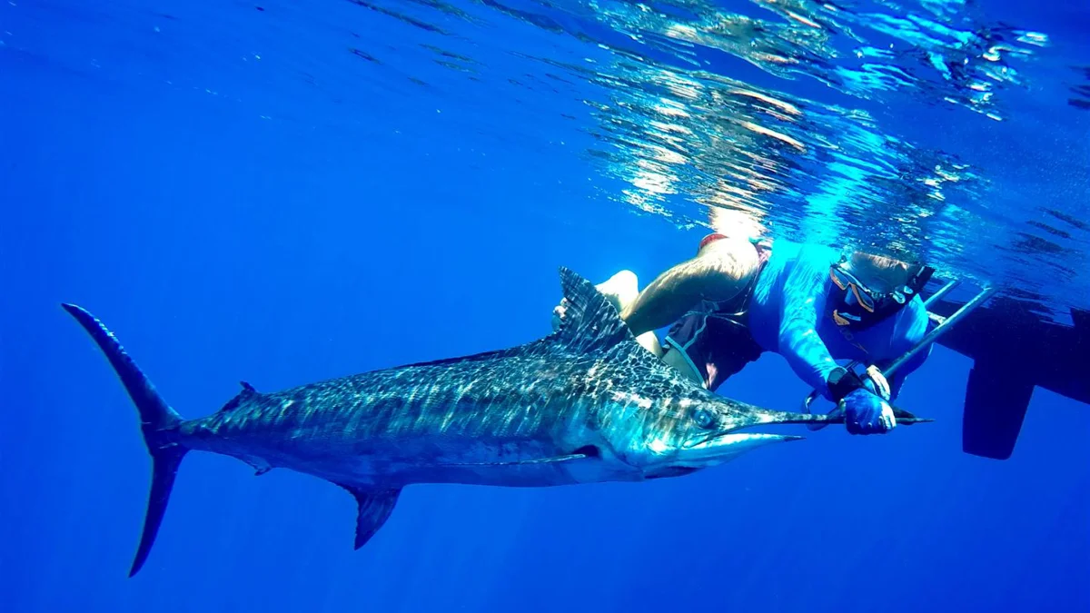 Maldives Fishing Charter - Catching Sailfish