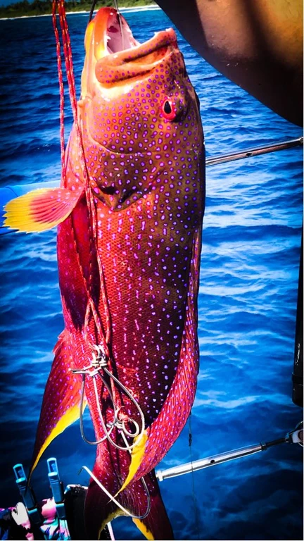 Tropical Fish Elysia Fishing Charters Maldives